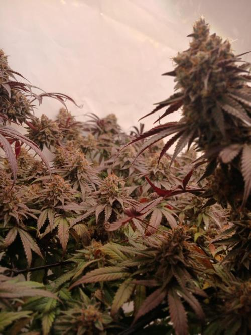 SLHxPC. Week 14