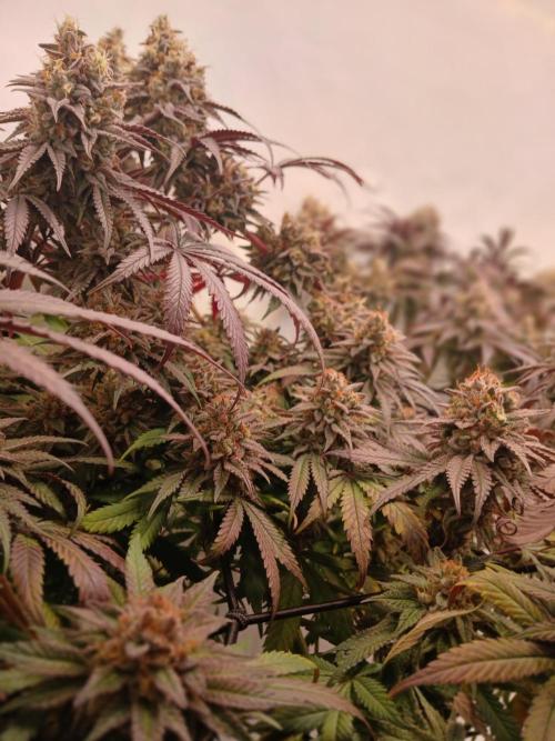 SLHxPC. Week 14