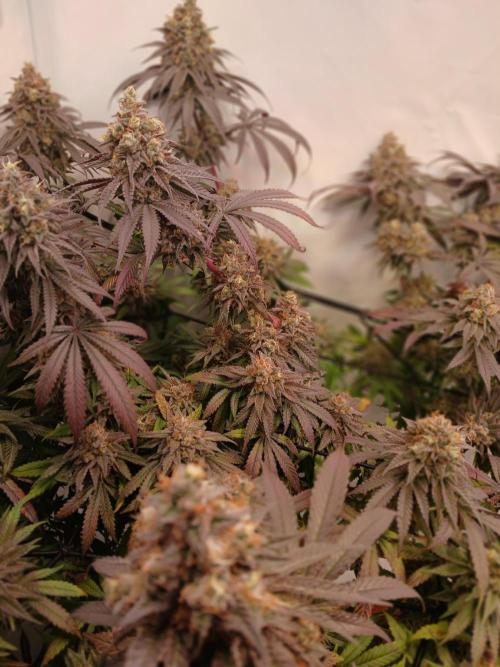 SLHxPC. Week 14