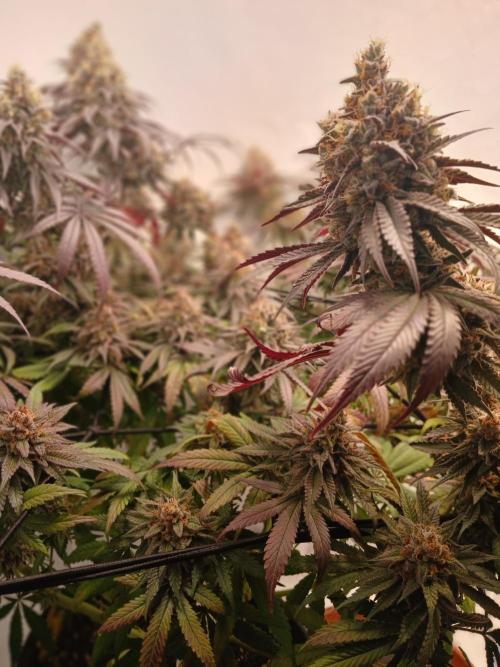 SLHxPC. Week 14