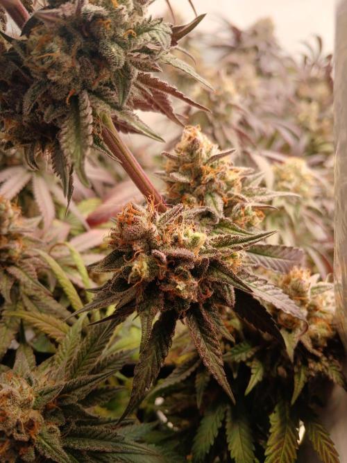 SLHxPC. Week 14