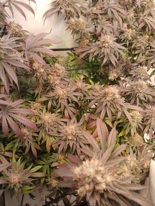 SLHxPC. Week 14