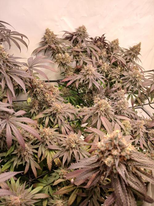 SLHxPC. Week 14