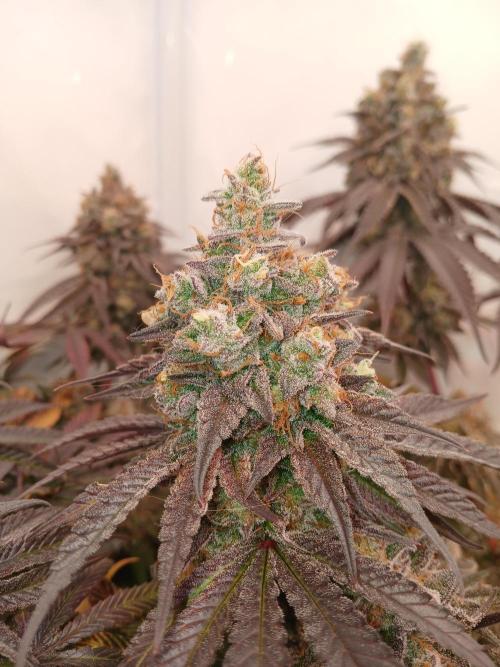 SLHxPC. Week 15