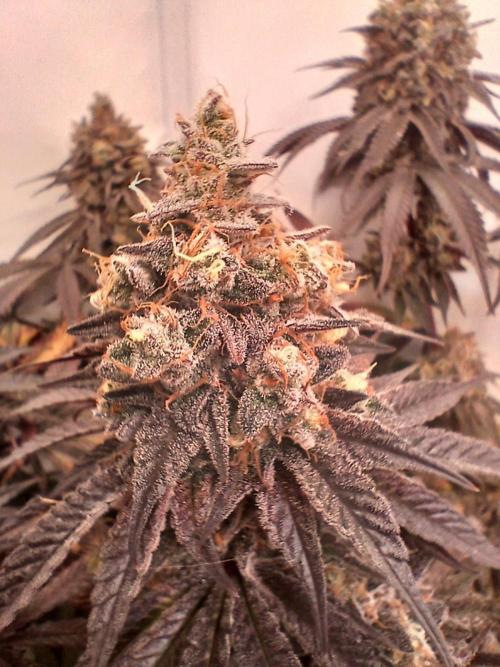 SLHxPC. Week 15