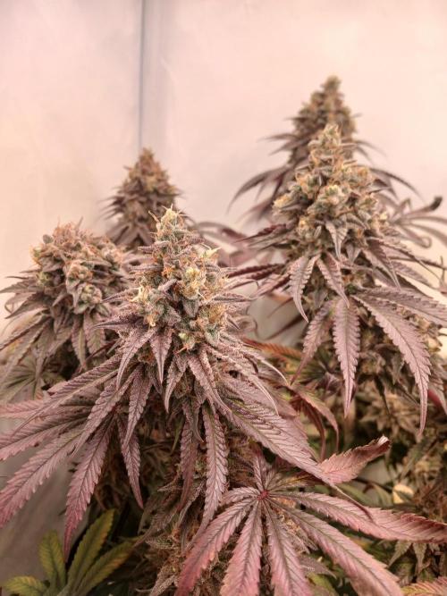 SLHxPC. Week 15
