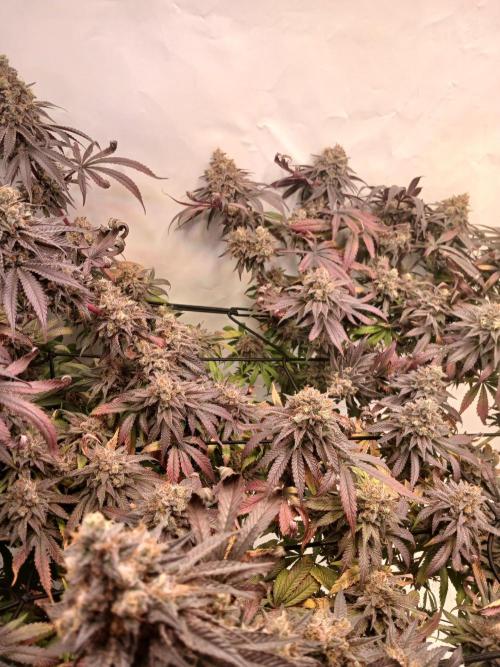 SLHxPC. Week 15