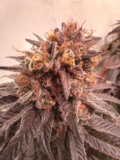 SLHxPC. Week 15