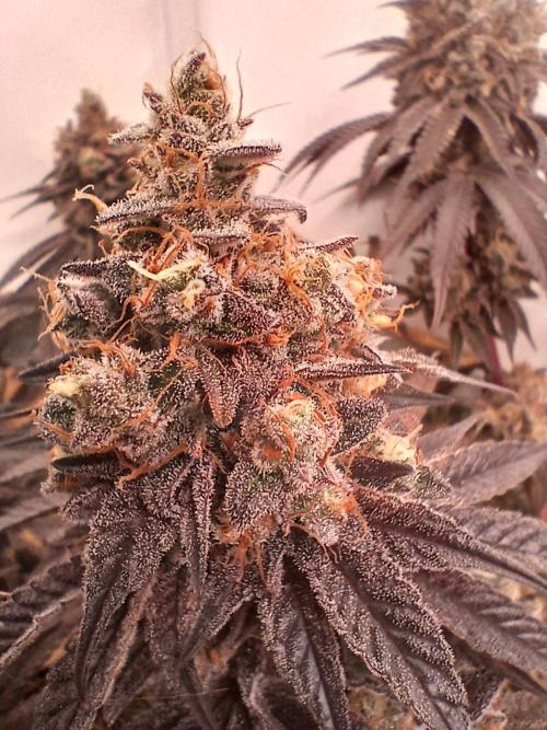 SLHxPC. Week 15