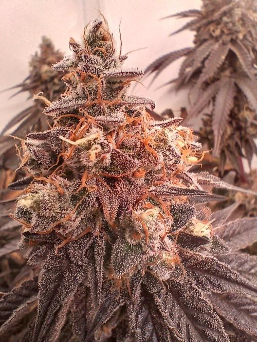 SLHxPC. Week 15
