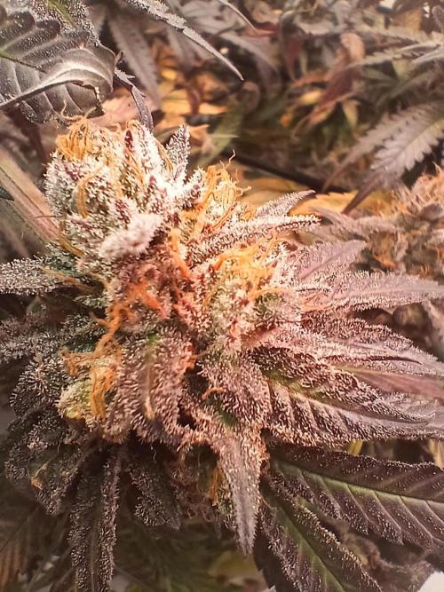 SLHxPC. Week 15