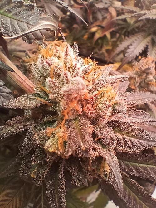 SLHxPC. Week 15