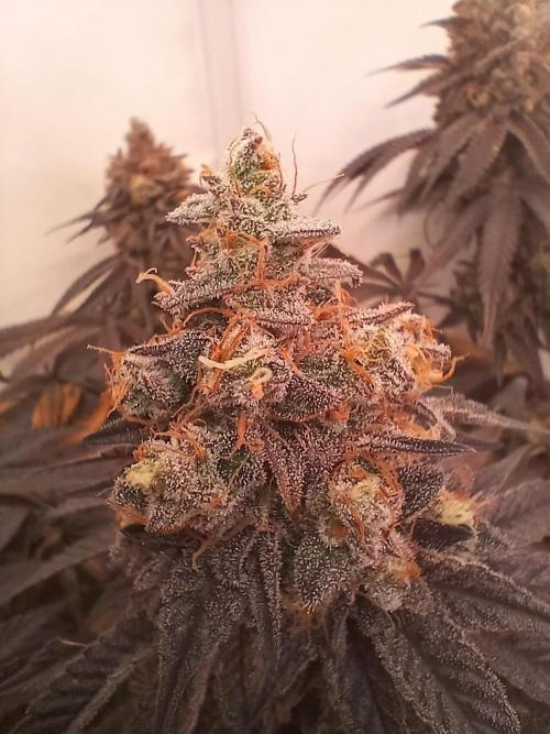 SLHxPC. Week 15