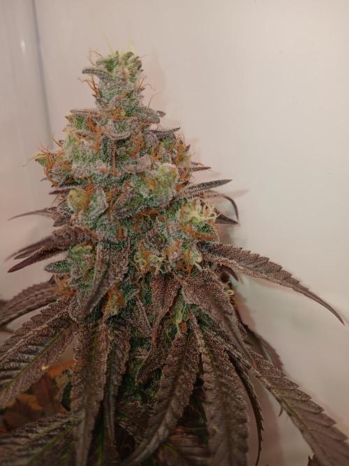SLHxPC. Week 15