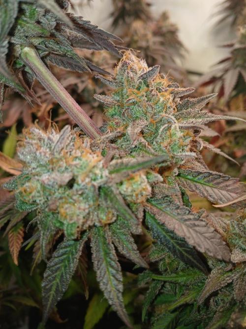 SLHxPC. Week 15