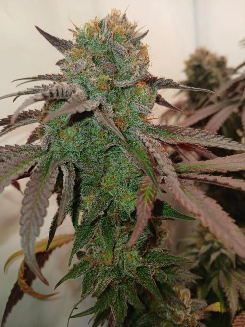 SLHxPC. Week 15