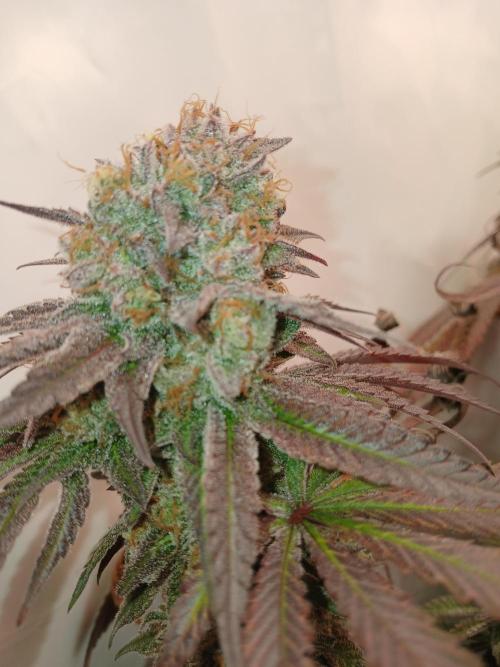 SLHxPC. Week 15