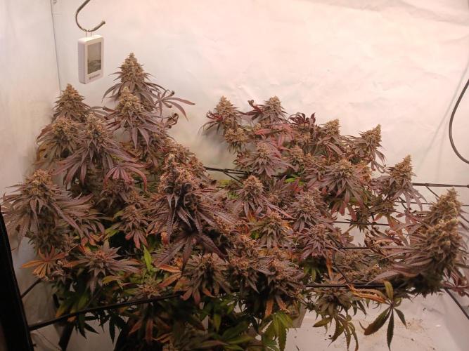 SLHxPC. Week 15