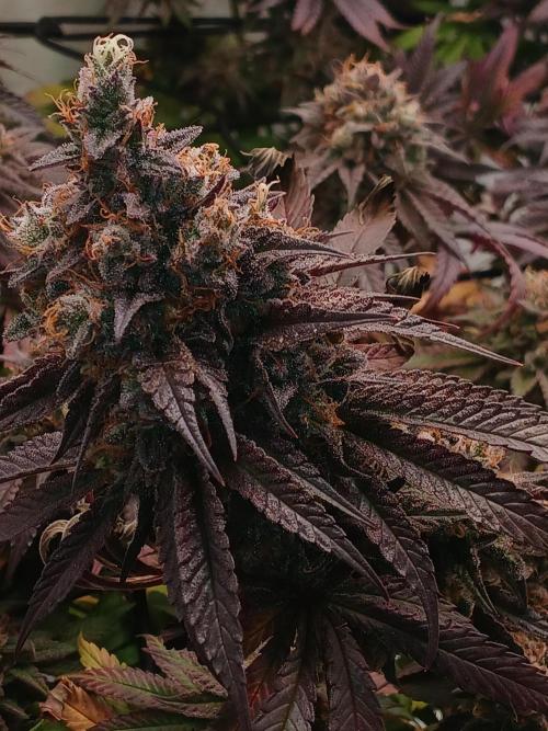 SLHxPC. Week 15