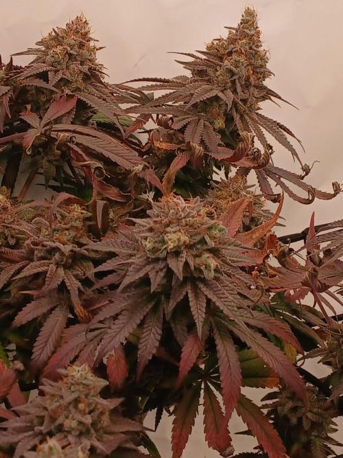 SLHxPC. Week 16