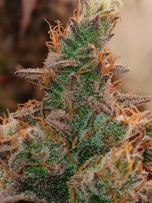 SLHxPC. Week 16