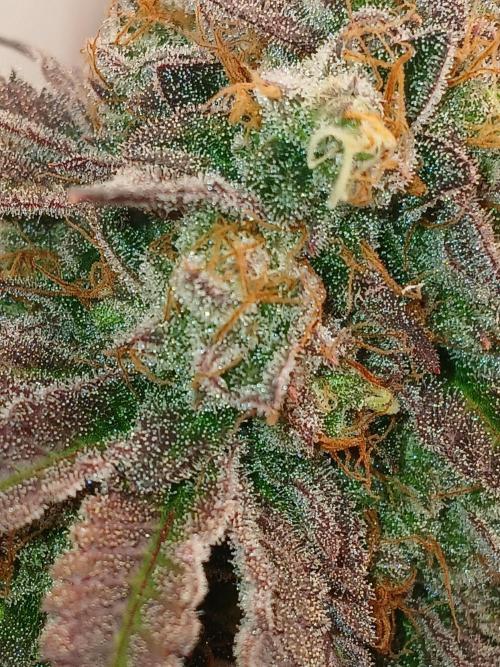 SLHxPC. Week 16