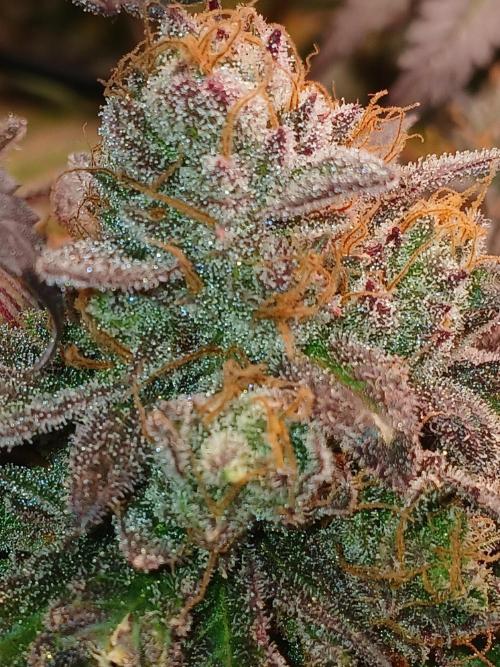 SLHxPC. Week 16