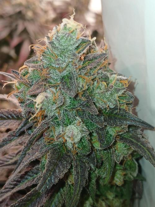 SLHxPC. Week 16