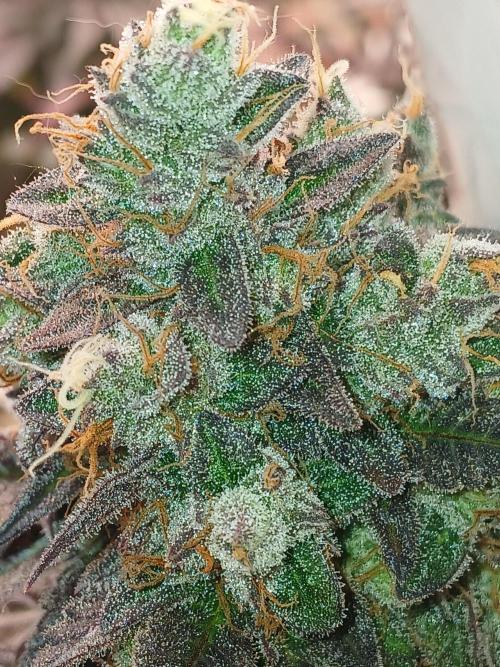 SLHxPC. Week 16