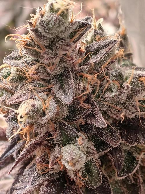 SLHxPC. Week 16