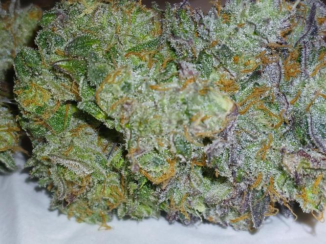 SLHxPC. Week 16