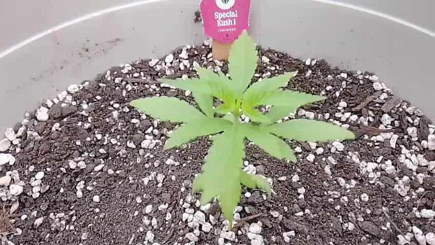 Flaco's | Special Kush 1 | Photoperiod |