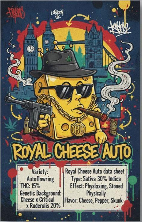 Flaco's | Royal Cheese Auto| Outdoors. Week 1