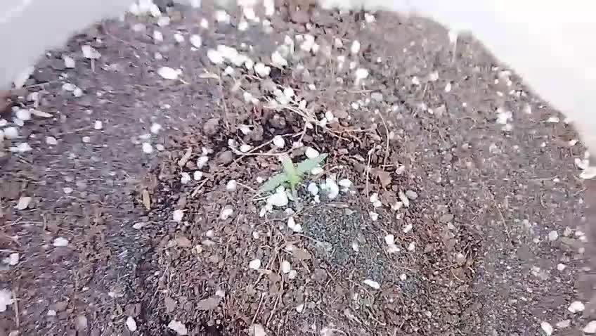 Flaco's | Royal Cheese Auto| Outdoors