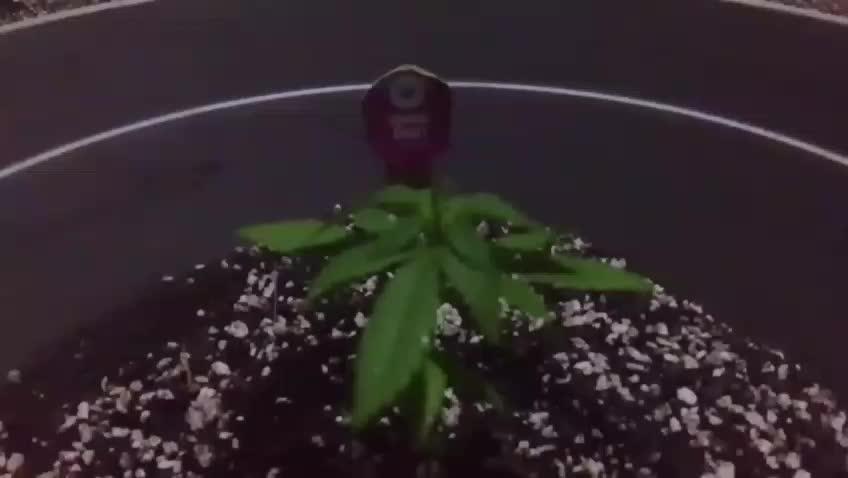 Flaco's | Special Kush 1 | Photoperiod |