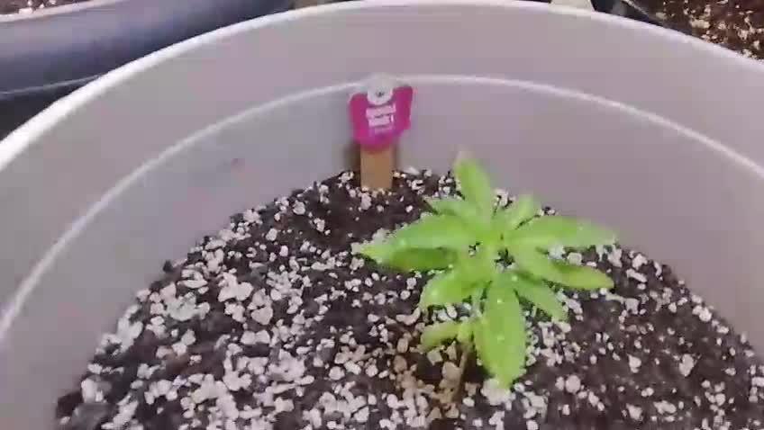 Flaco's | Royal Cheese Auto| Outdoors