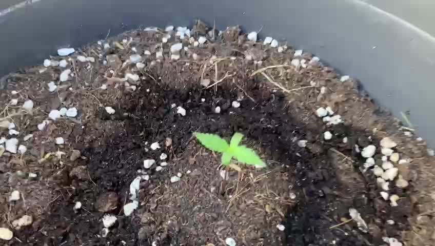 RQS | Royal Cheese Auto