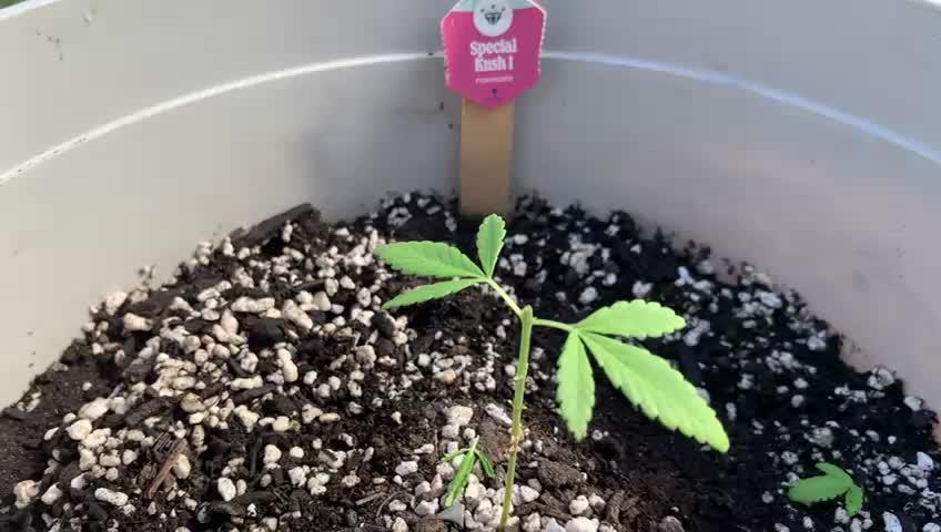 Special Kush 1 By RQS