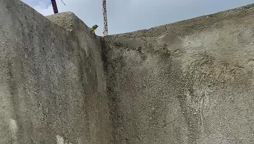 Royal Cheese Auto By RQS