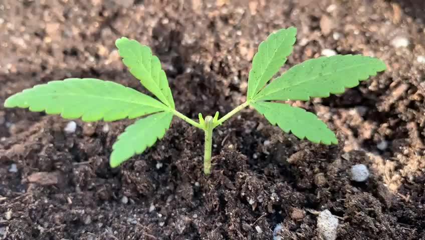 Special Kush 1 By RQS