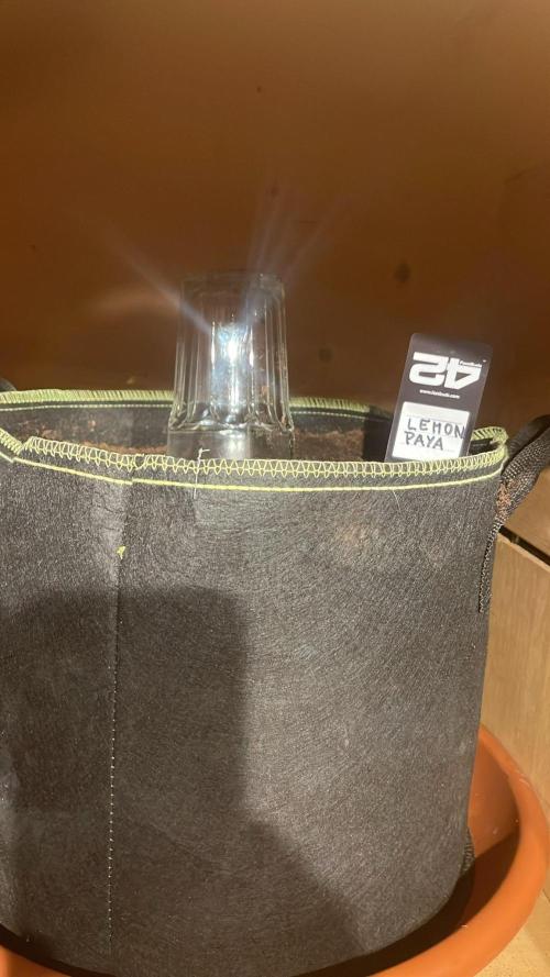 Canna-Community.Germany. Week 0 - Lemonpaya noch nicht auf der welt =)