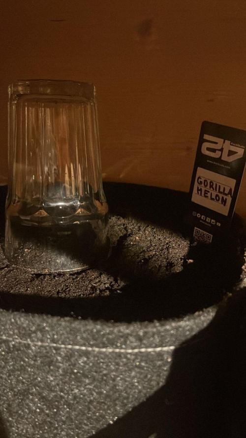 Canna-Community.Germany. Week 0 - Gorilla Melon noch nicht auf der Welt =) 