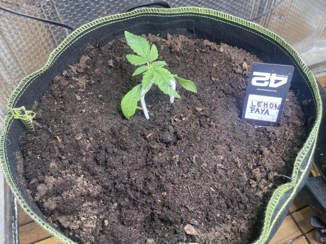 Canna-Community.Germany. Week 1 - Hab ich leider bisschen zu Dirty behandelt.
Ich hoffe sie fängt sich wieder. 