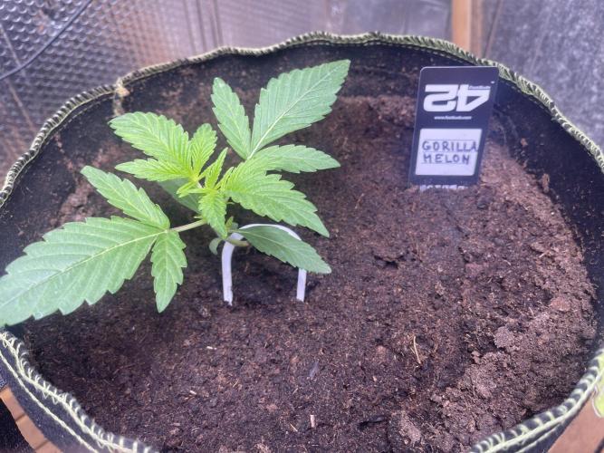 Canna-Community.Germany. Week 1 - Wächst super 1A 