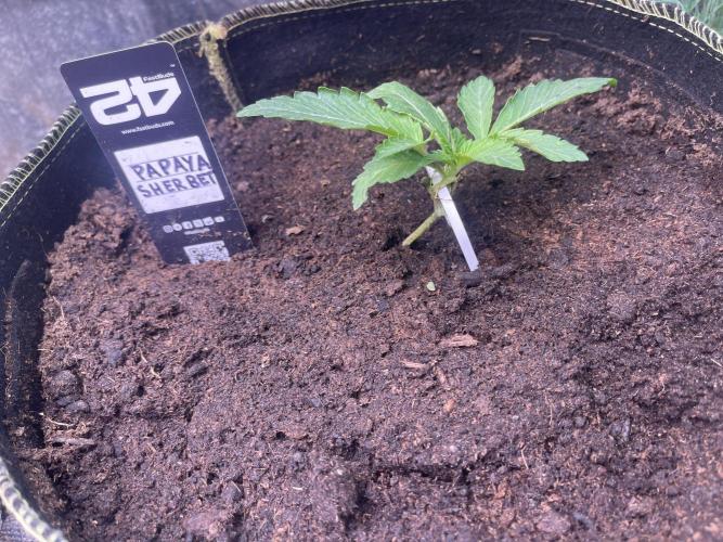 Canna-Community.Germany. Week 1 - Wächst auch super 1A 