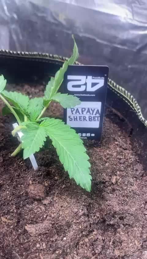 Canna-Community.Germany