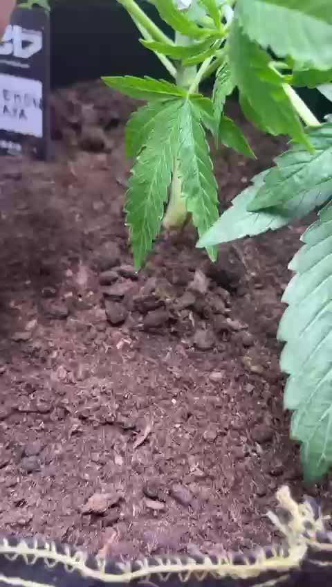 Canna-Community.Germany