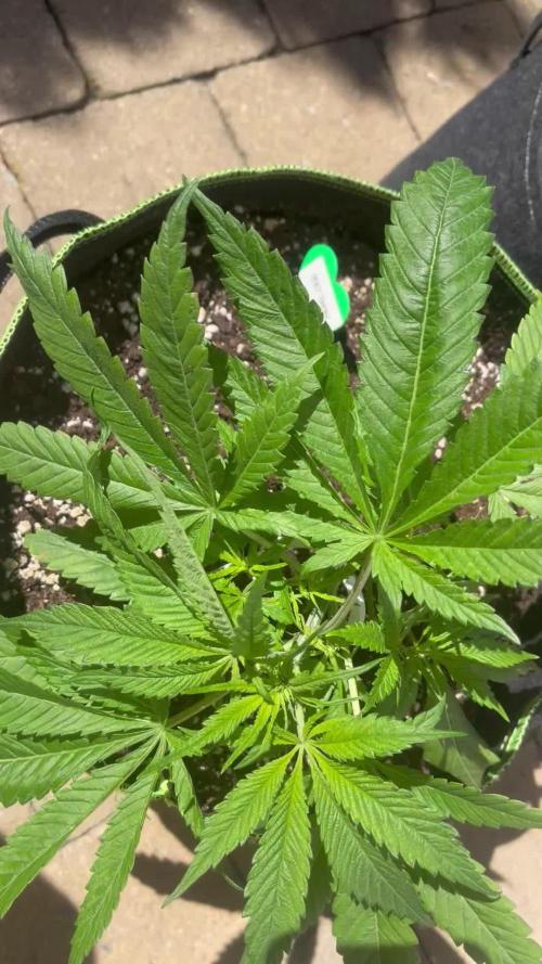 Canna Community Projekt