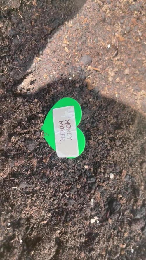 Canna Community Project