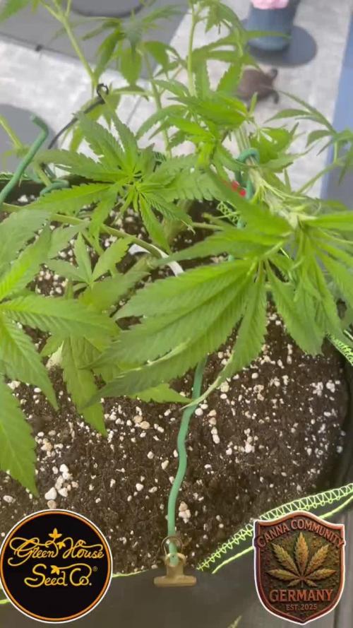 CCG X Green House Seed